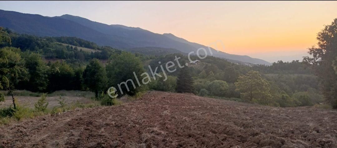 Elmas Gayrimenkul Den Kestel Gozede De Satılık Tarla - Görsel 3