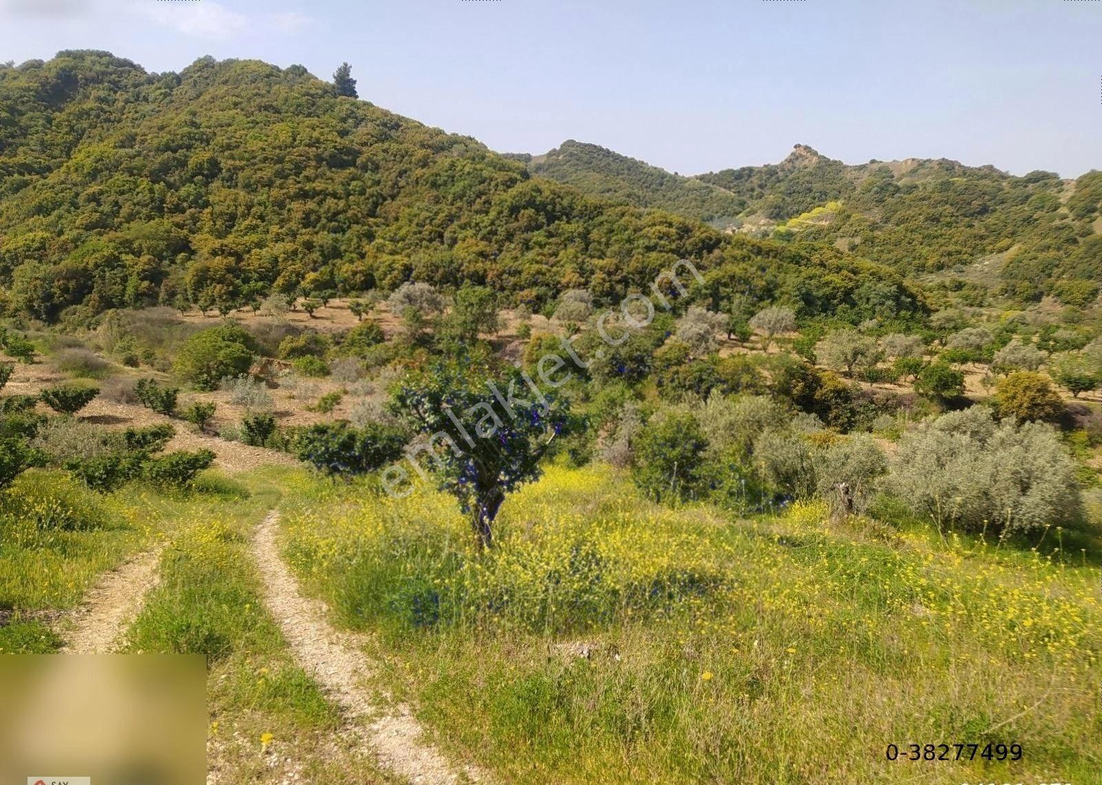 Manisa Turgutlu Dalbahçe Mh 8834m2 Meyve Bahçesi - Görsel 30