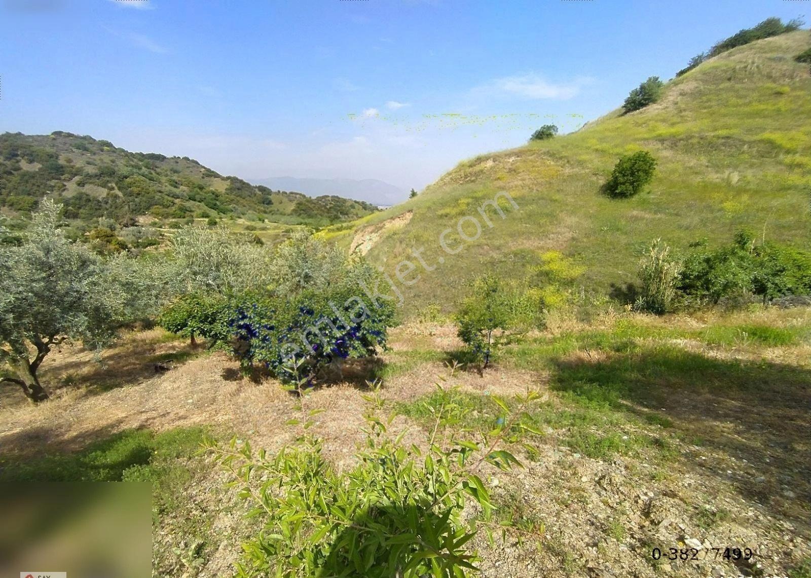Manisa Turgutlu Dalbahçe Mh 8834m2 Meyve Bahçesi - Görsel 3