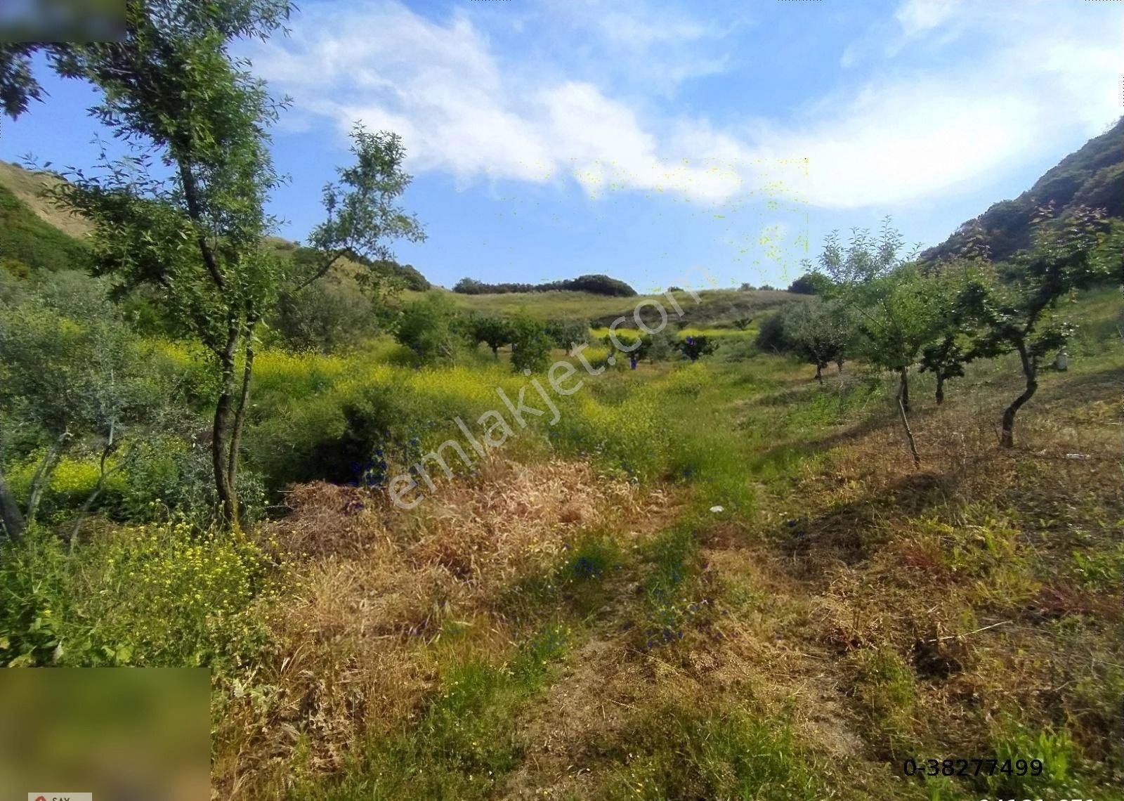 Manisa Turgutlu Dalbahçe Mh 8834m2 Meyve Bahçesi - Görsel 15