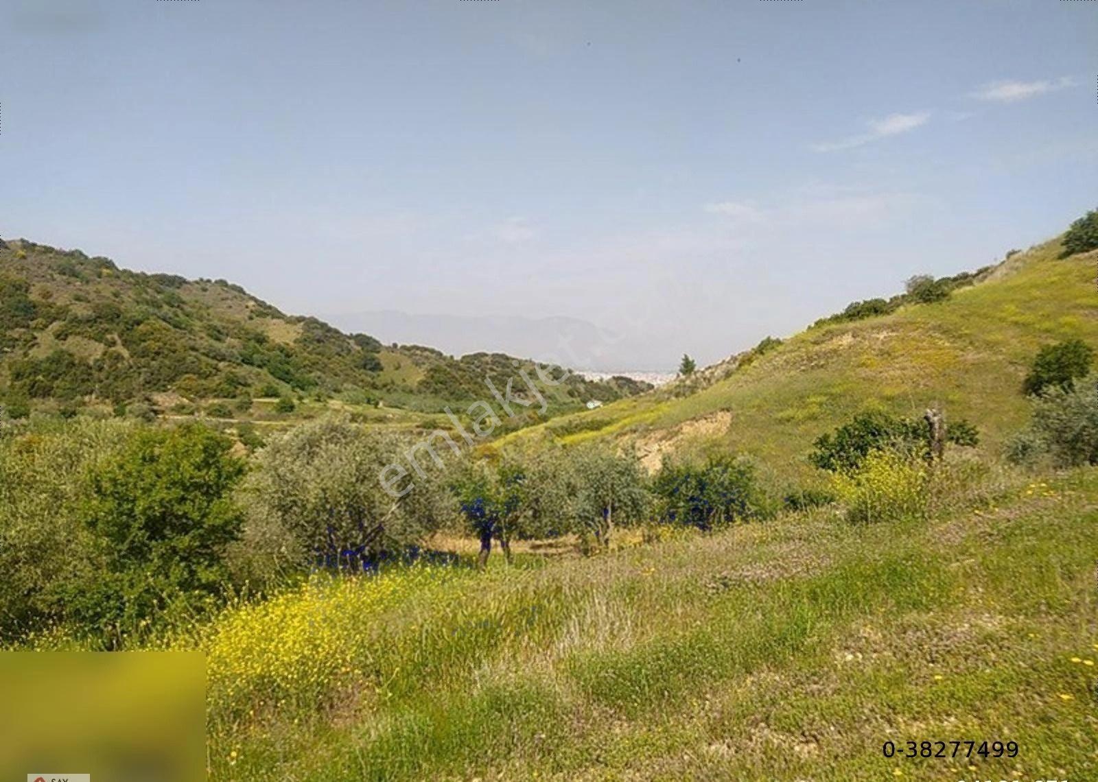 Manisa Turgutlu Dalbahçe Mh 8834m2 Meyve Bahçesi - Görsel 9