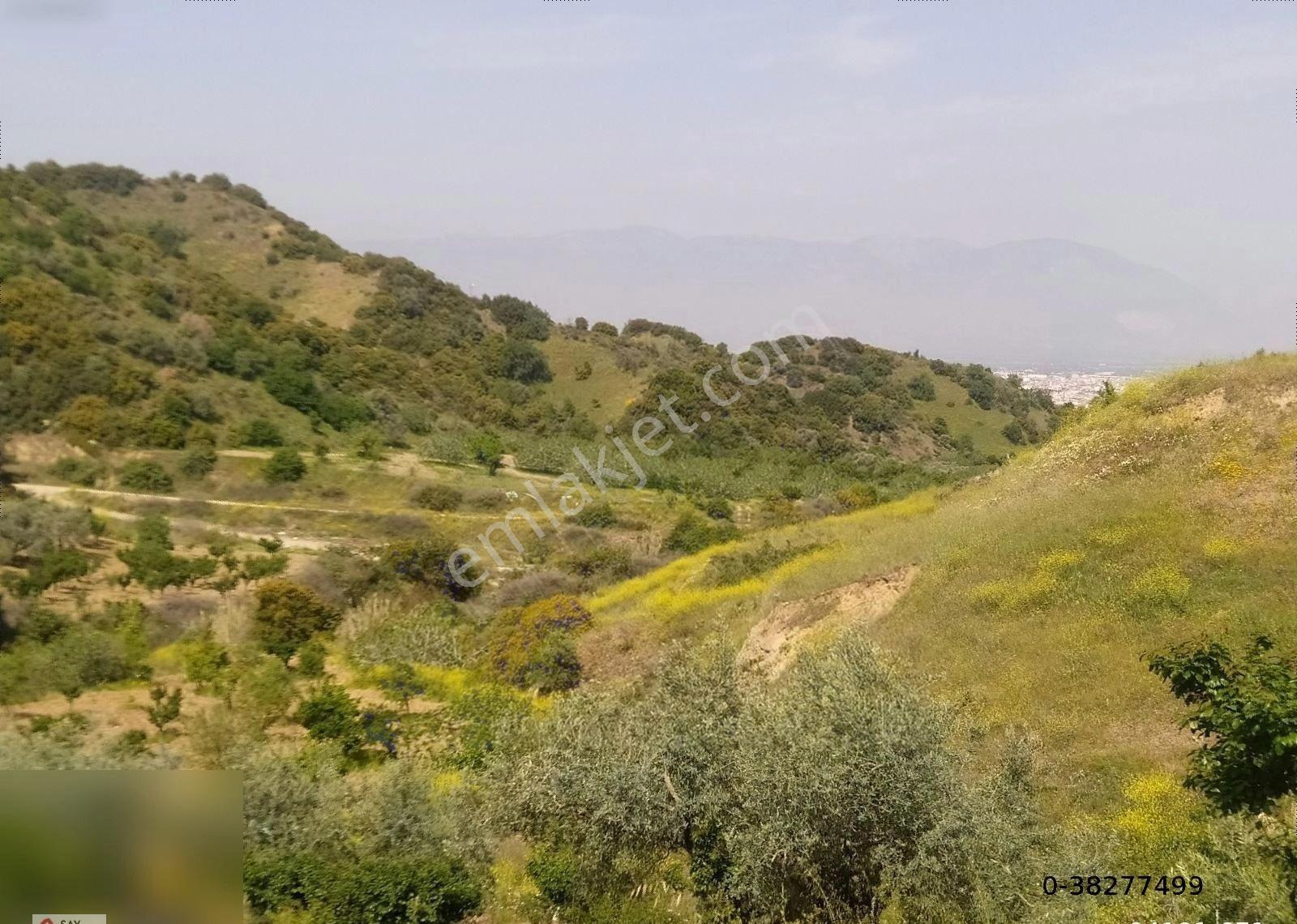 Manisa Turgutlu Dalbahçe Mh 8834m2 Meyve Bahçesi - Görsel 32