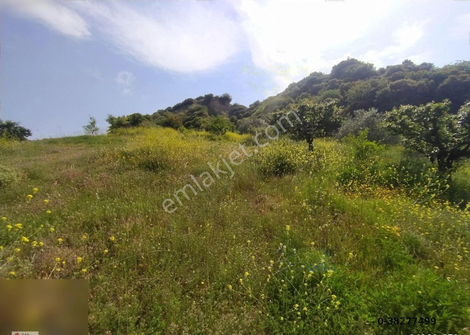 Manisa Turgutlu Dalbahçe Mh 8834m2 Meyve Bahçesi - Görsel 20