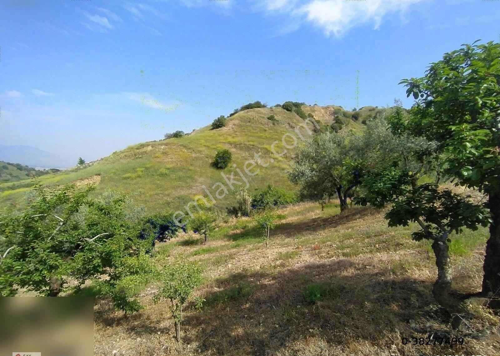 Manisa Turgutlu Dalbahçe Mh 8834m2 Meyve Bahçesi - Görsel 34