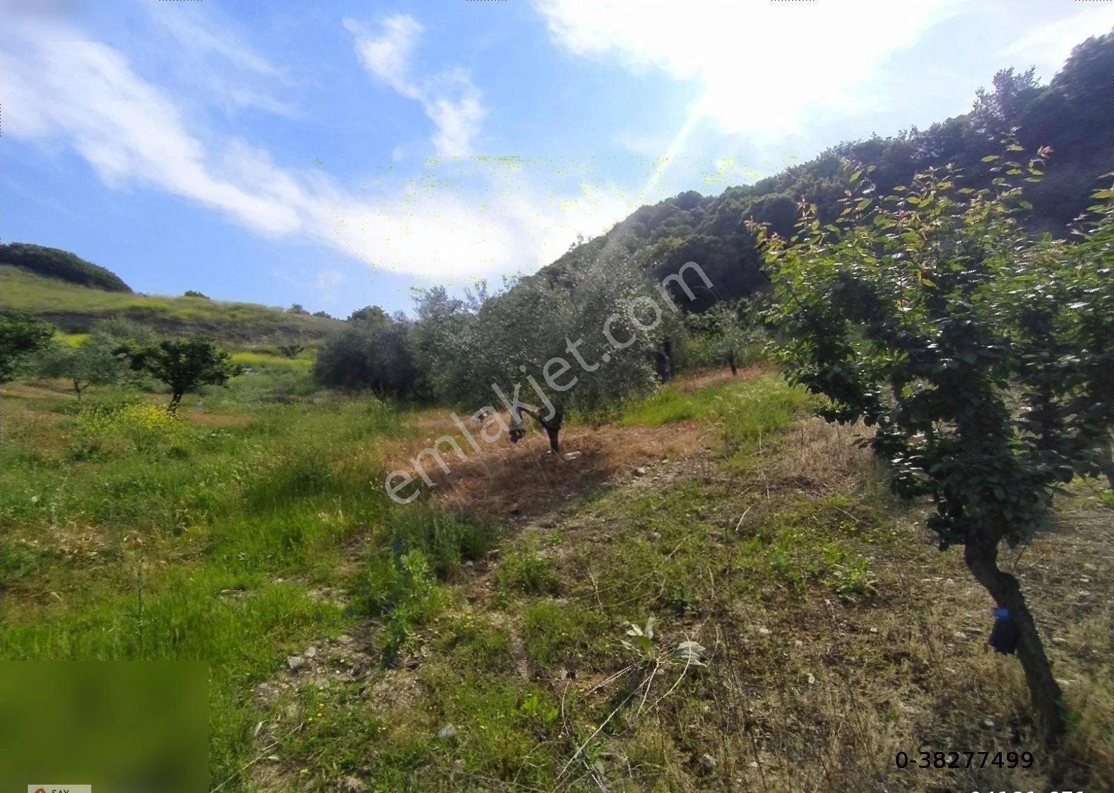 Manisa Turgutlu Dalbahçe Mh 8834m2 Meyve Bahçesi - Görsel 22
