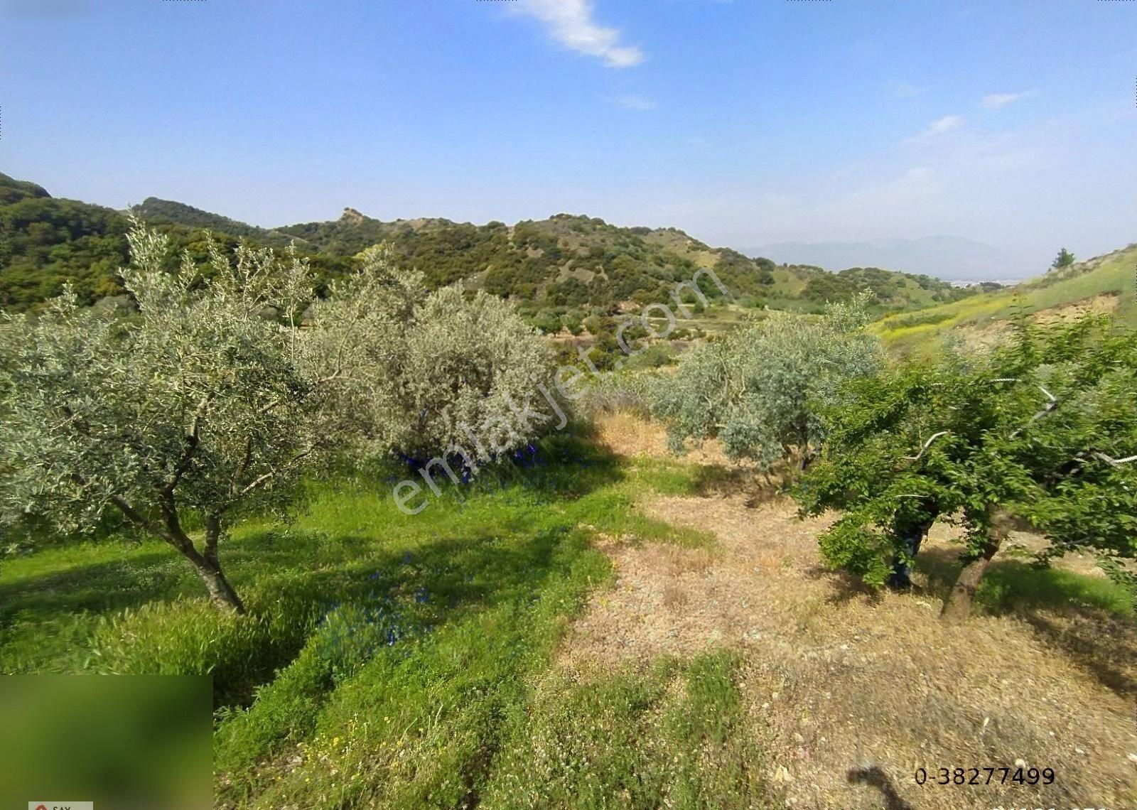 Manisa Turgutlu Dalbahçe Mh 8834m2 Meyve Bahçesi - Görsel 8