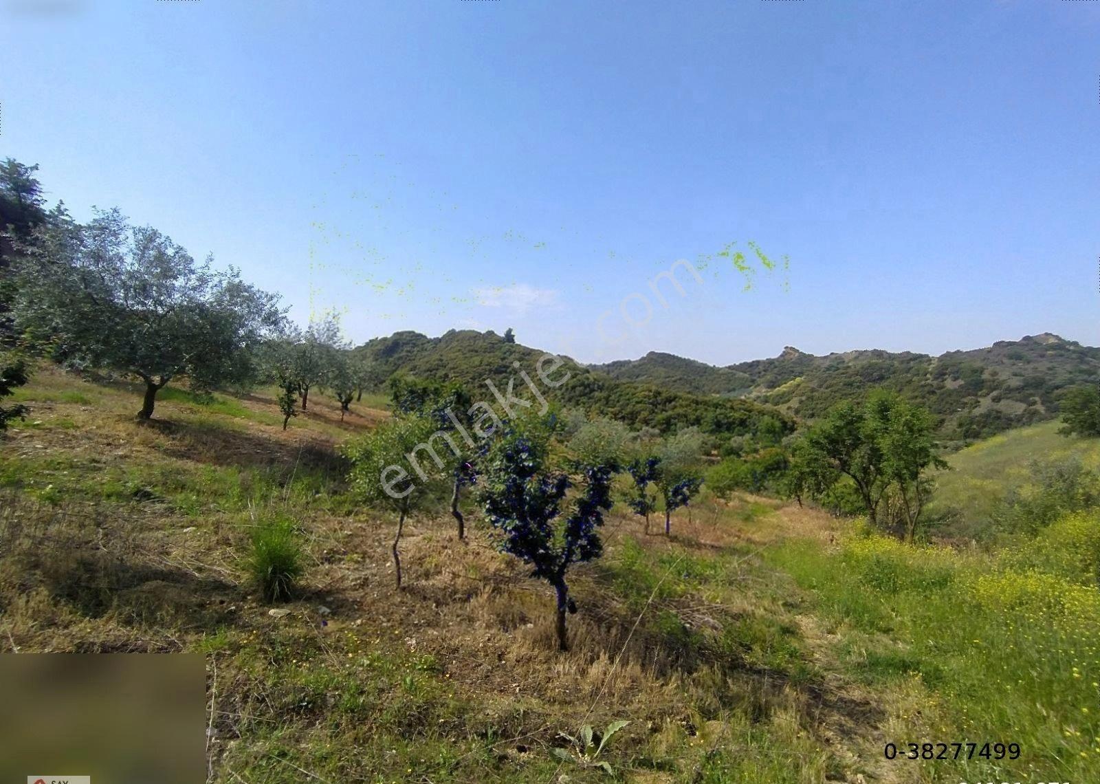 Manisa Turgutlu Dalbahçe Mh 8834m2 Meyve Bahçesi - Görsel 23