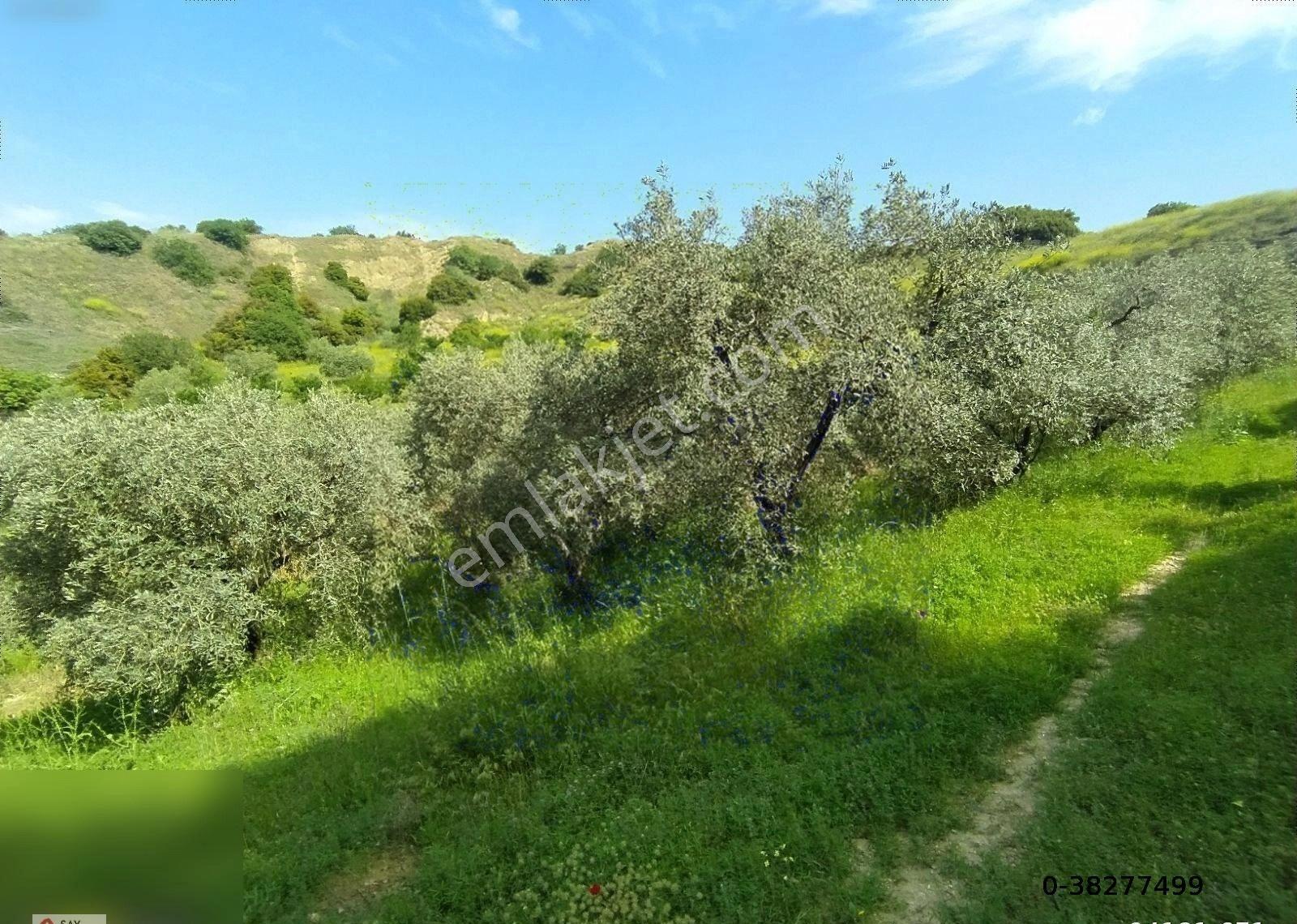 Manisa Turgutlu Dalbahçe Mh 8834m2 Meyve Bahçesi - Görsel 28
