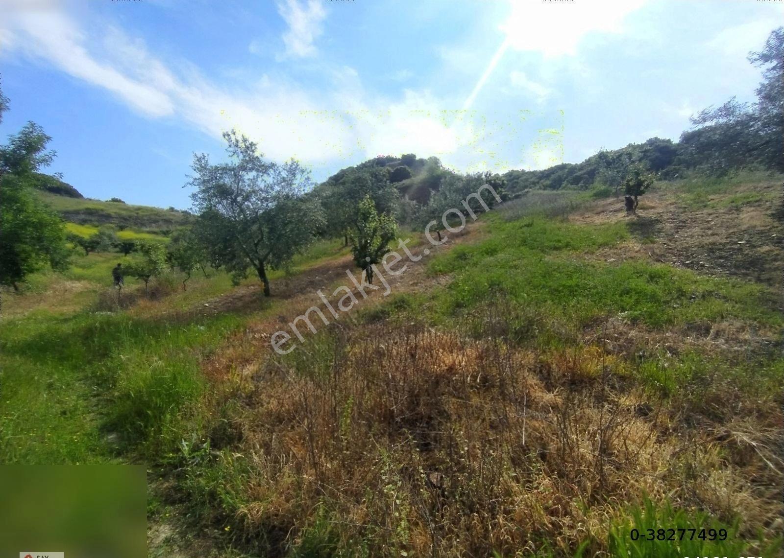 Manisa Turgutlu Dalbahçe Mh 8834m2 Meyve Bahçesi - Görsel 25