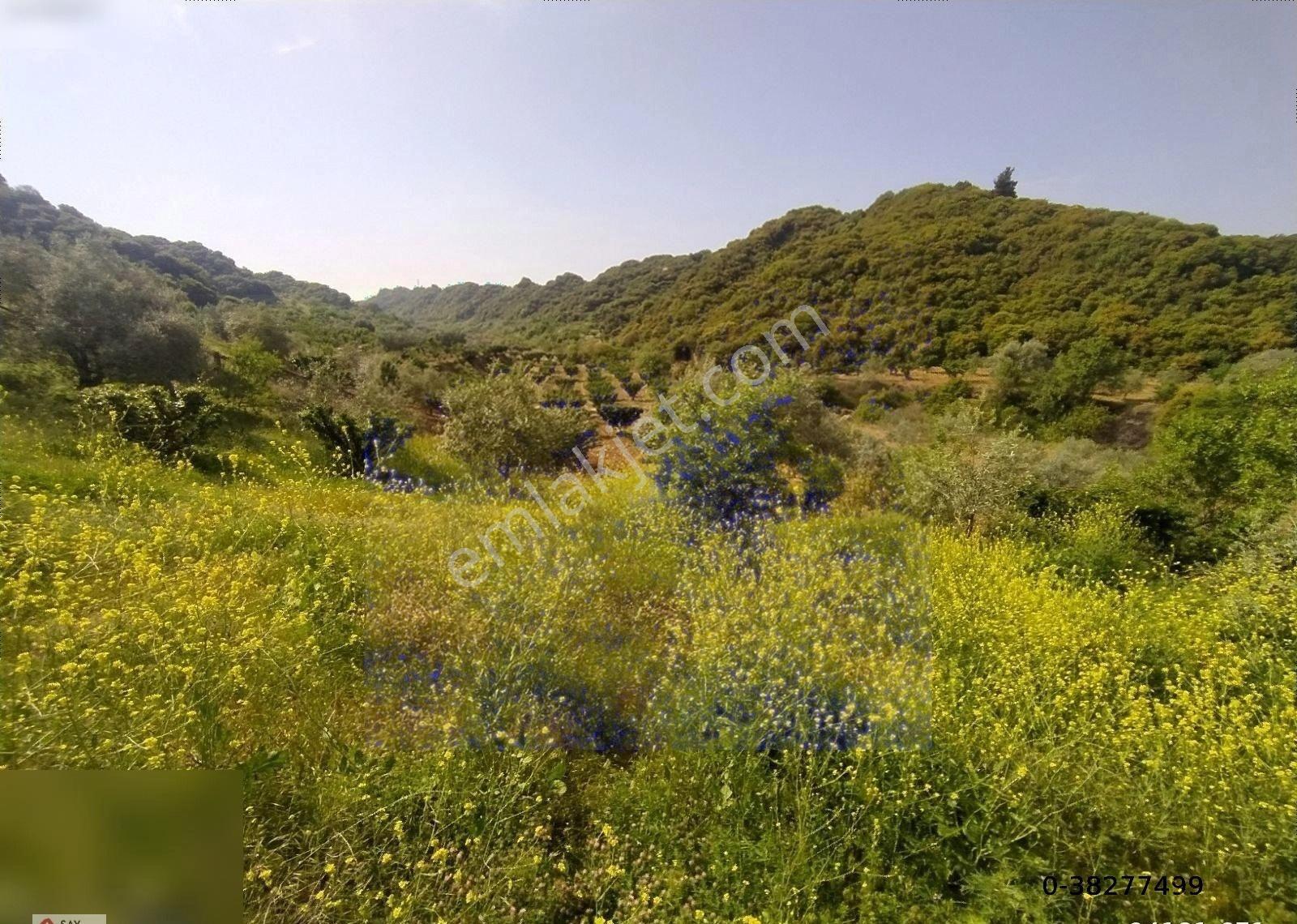 Manisa Turgutlu Dalbahçe Mh 8834m2 Meyve Bahçesi - Görsel 29