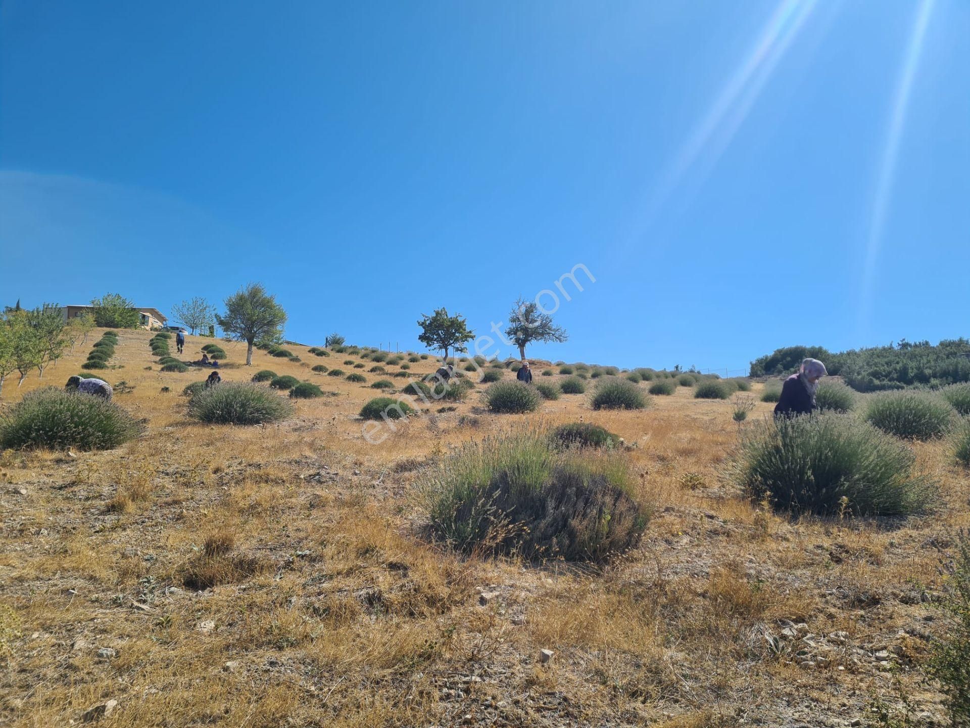 Döşemealtında 18 Dönüm Satılık Dsi Belgeli Çiftlik - Görsel 5