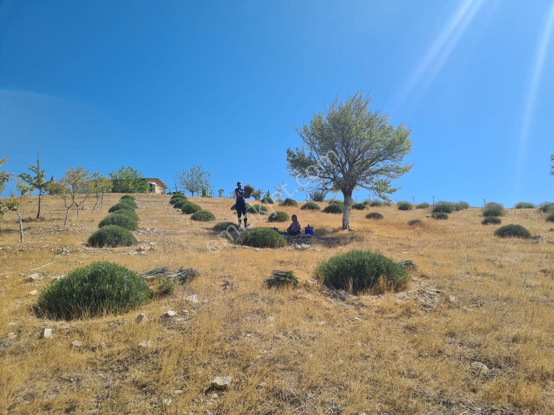 Döşemealtında 18 Dönüm Satılık Dsi Belgeli Çiftlik - Görsel 3