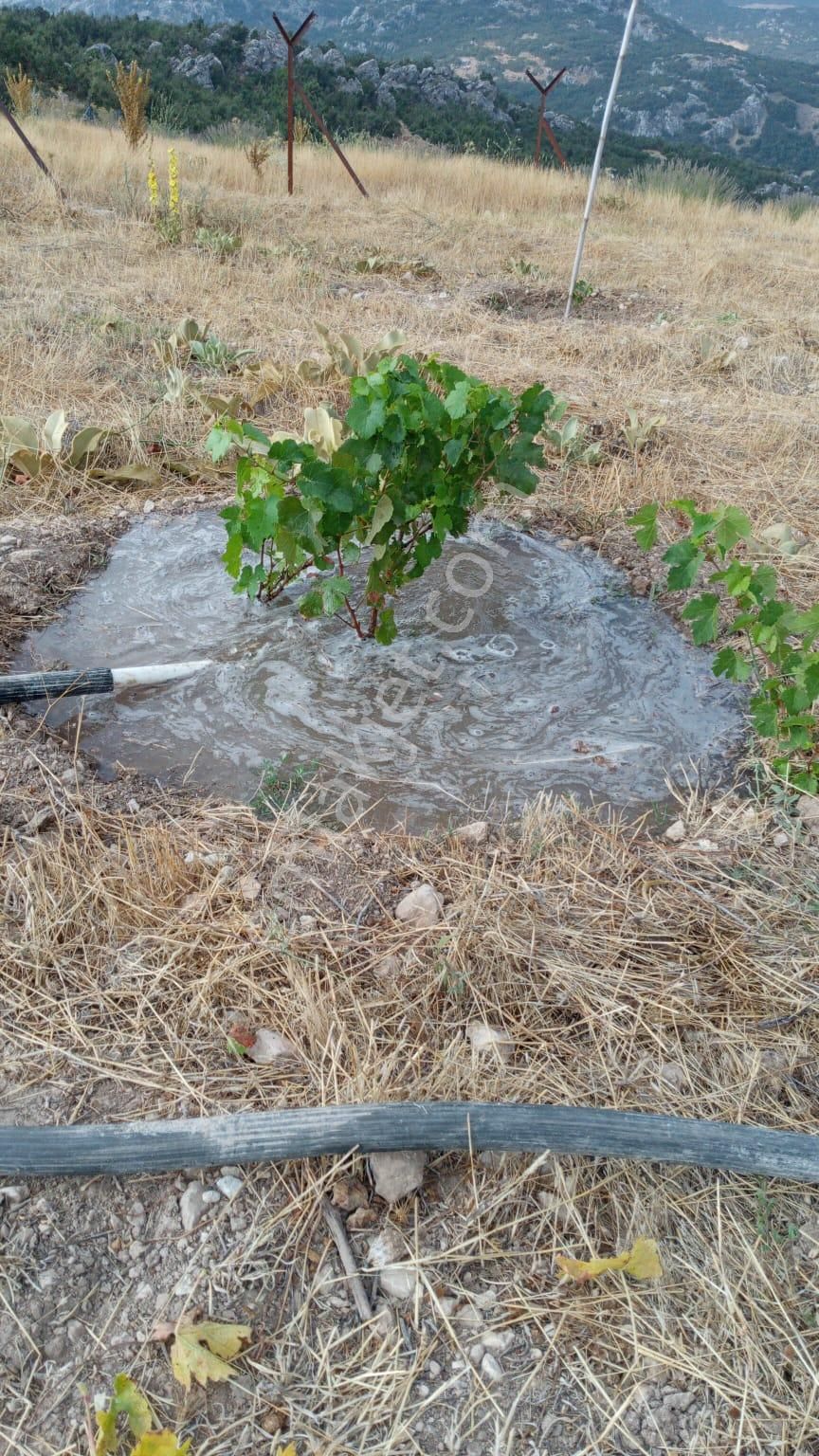 Döşemealtında 18 Dönüm Satılık Dsi Belgeli Çiftlik - Görsel 8