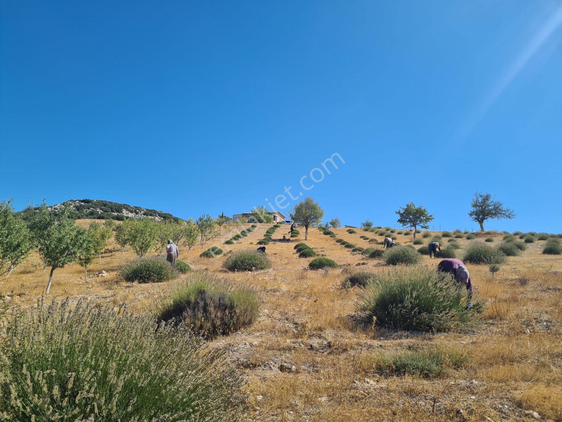 Döşemealtında 18 Dönüm Satılık Dsi Belgeli Çiftlik - Görsel 12