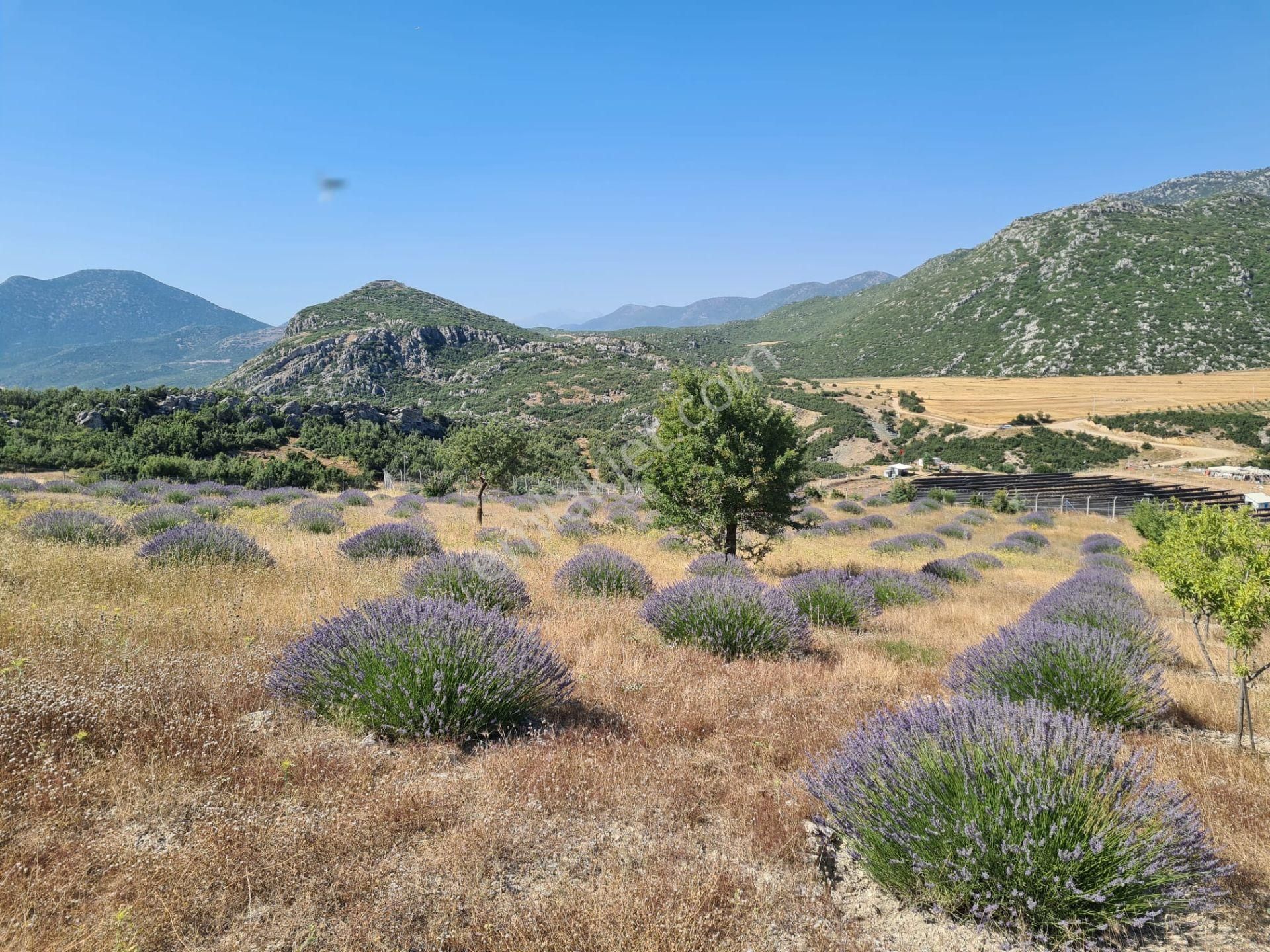 Döşemealtında 18 Dönüm Satılık Dsi Belgeli Çiftlik - Görsel 4