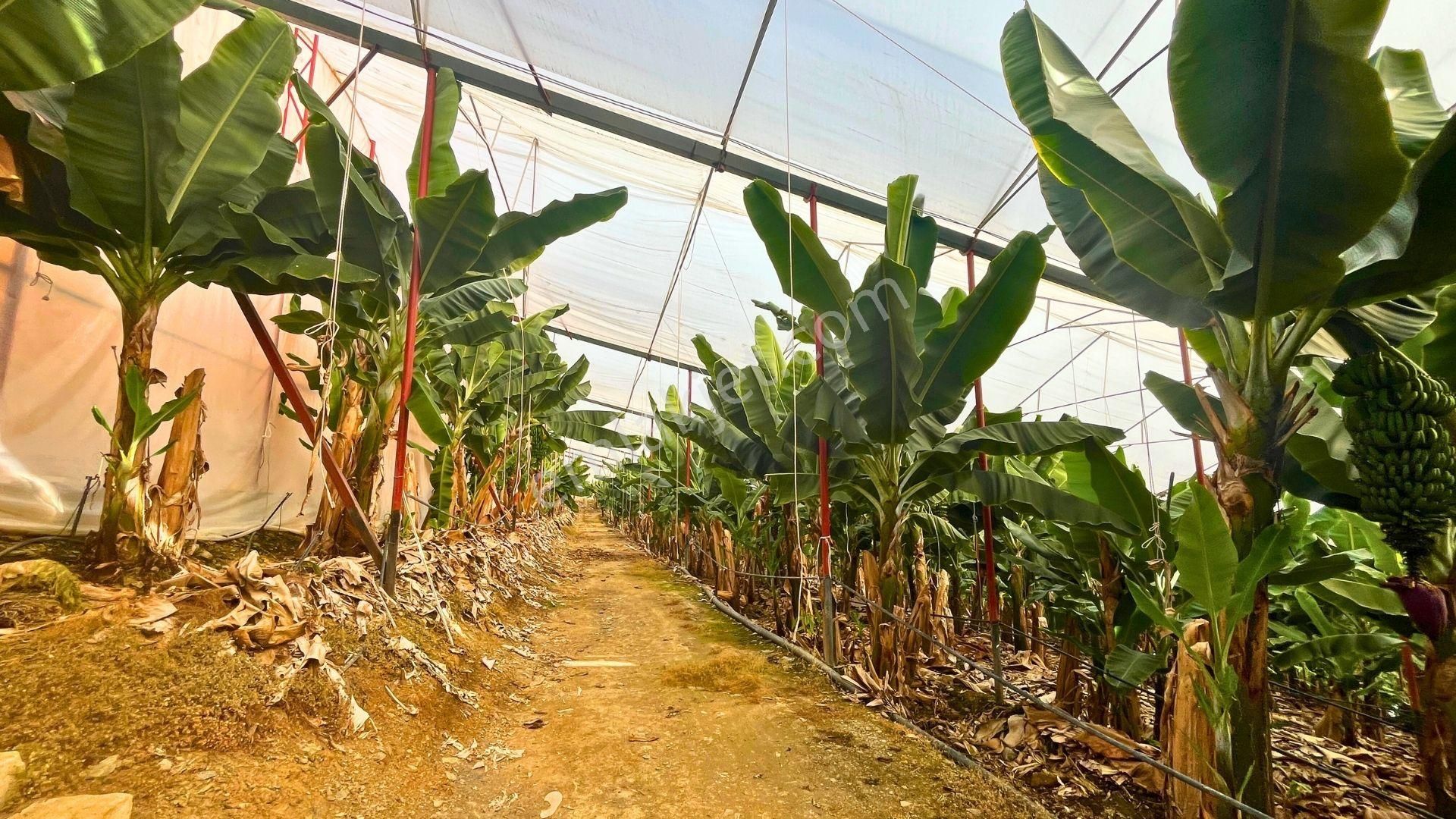 Satılık 12.500 M² Muz Serası, Alanya-toslak - Görsel 10