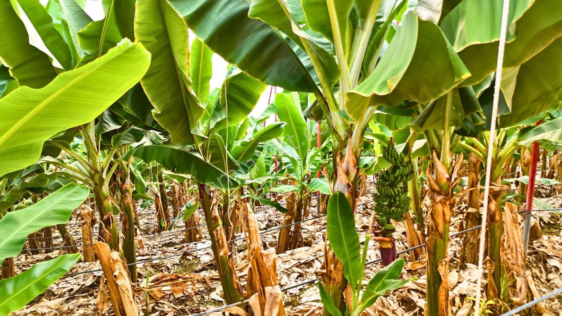 Satılık 12.500 M² Muz Serası, Alanya-toslak - Görsel 7