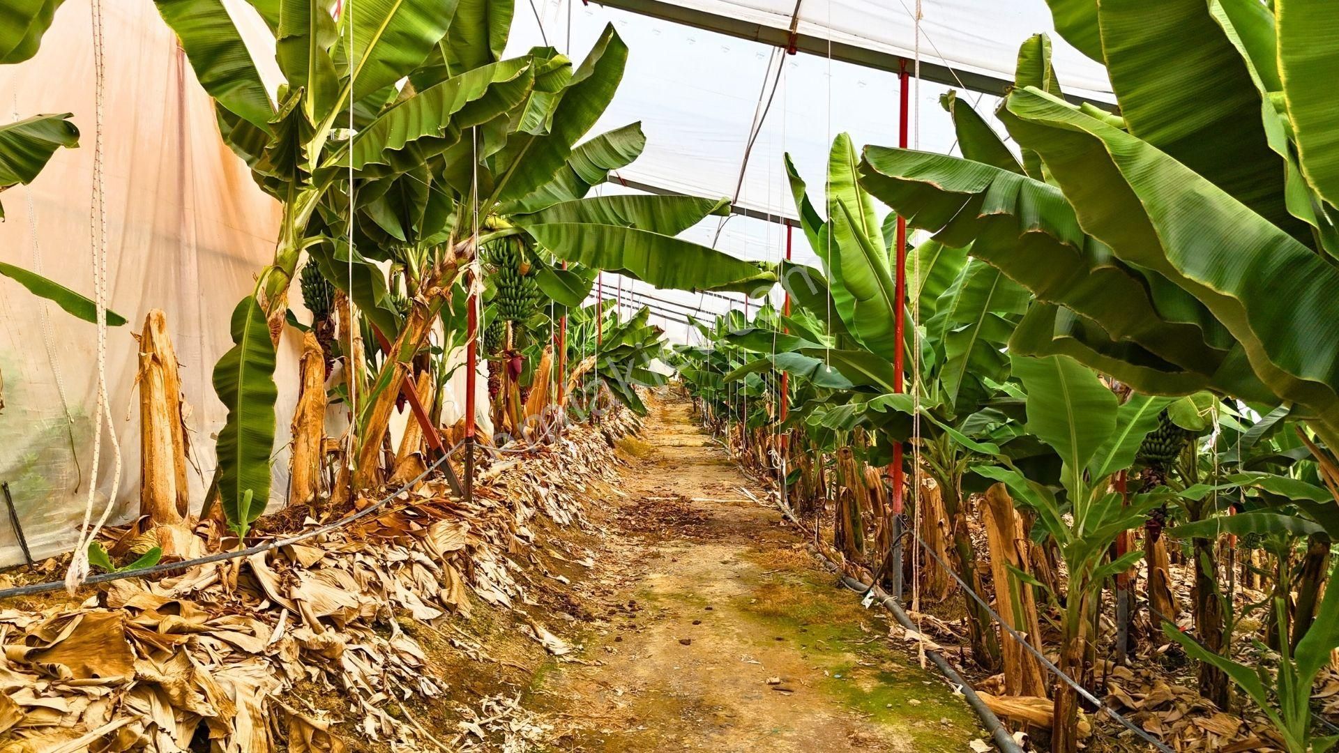 Satılık 12.500 M² Muz Serası, Alanya-toslak - Görsel 6