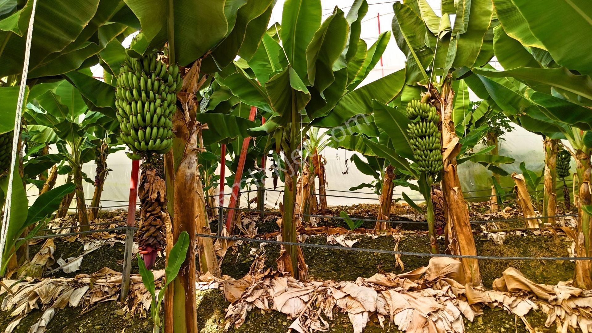 Satılık 12.500 M² Muz Serası, Alanya-toslak - Görsel 8