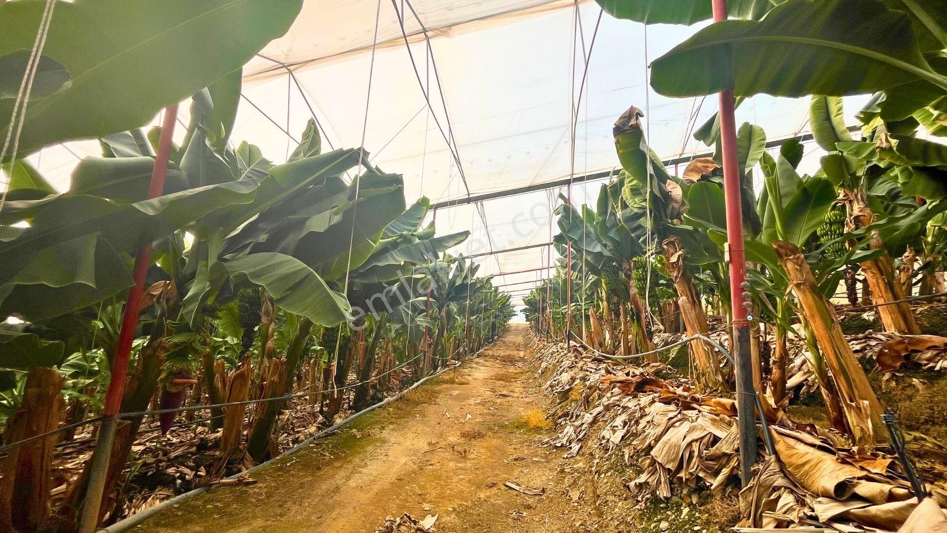 Satılık 12.500 M² Muz Serası, Alanya-toslak - Görsel 9