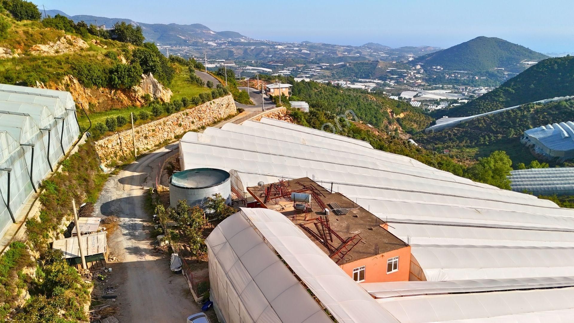 Satılık 12.500 M² Muz Serası, Alanya-toslak - Görsel 4