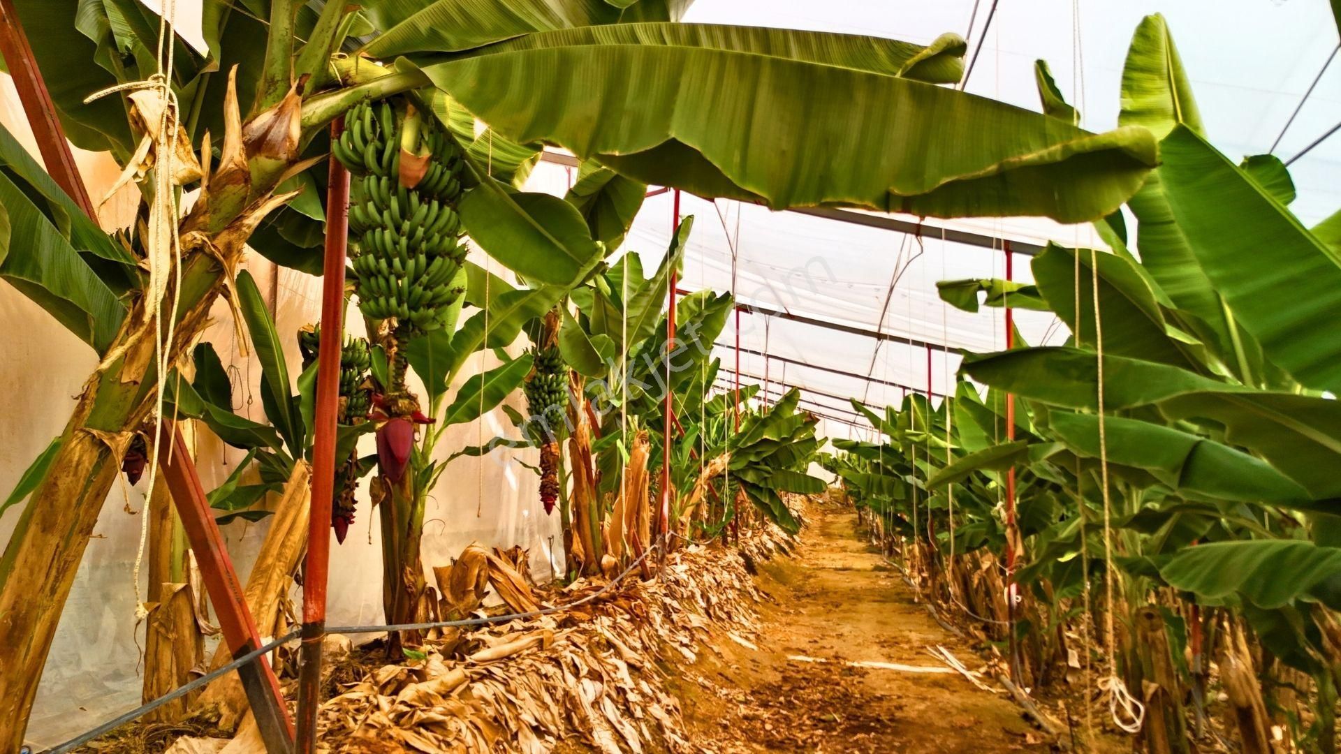 Satılık 12.500 M² Muz Serası, Alanya-toslak - Görsel 11