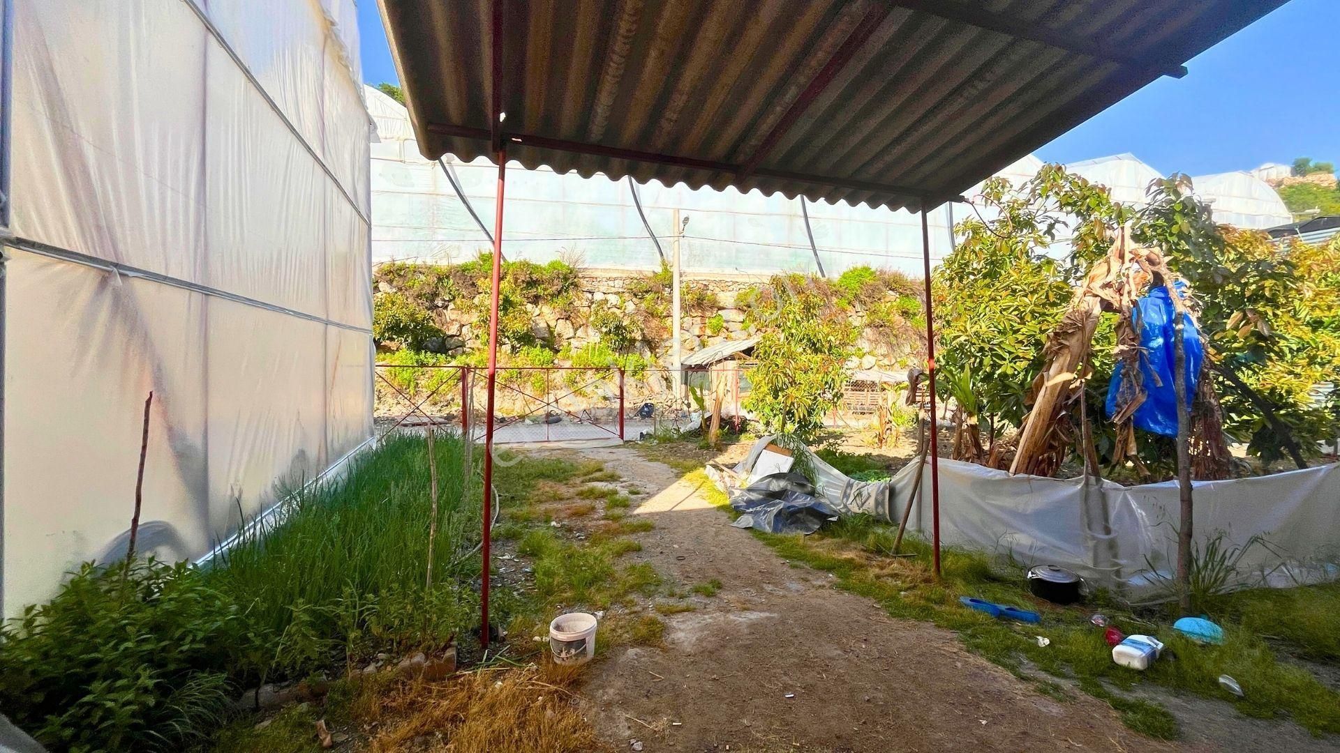 Satılık 12.500 M² Muz Serası, Alanya-toslak - Görsel 19