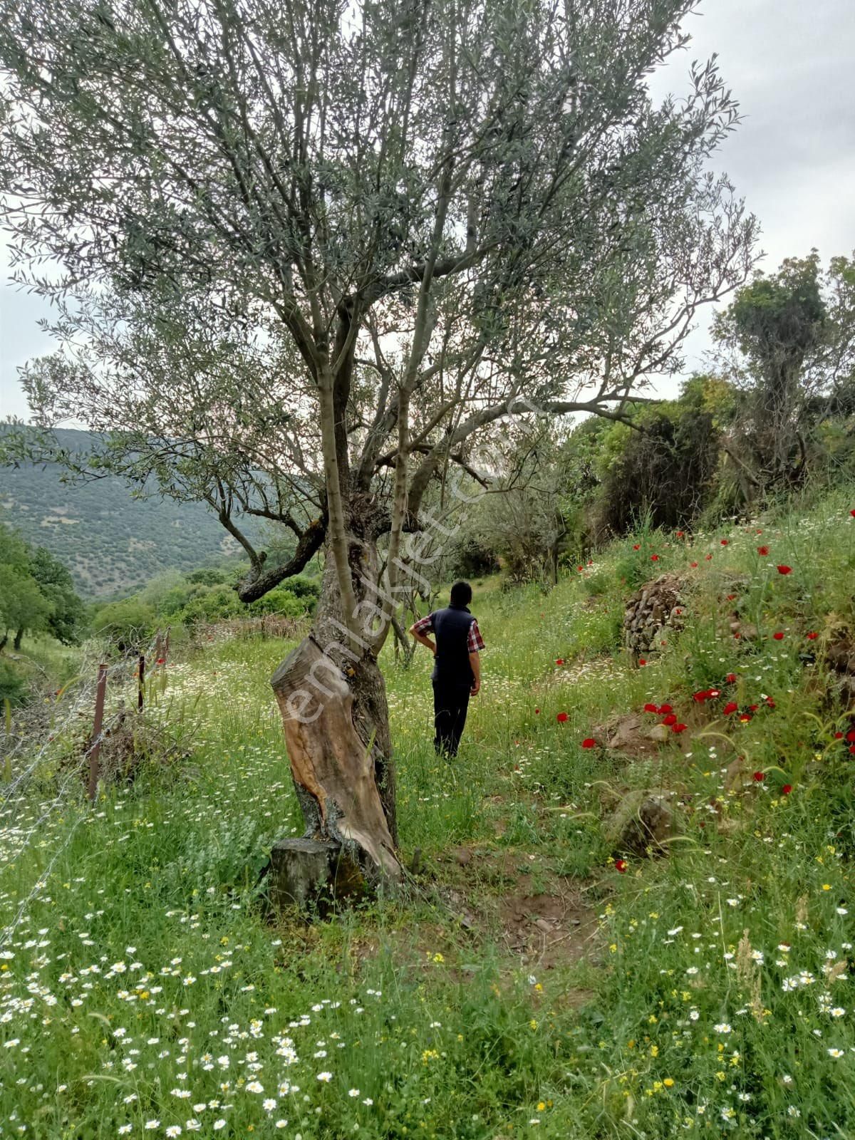 Manisa Yunusemre Sarıahmetlide Bahçe