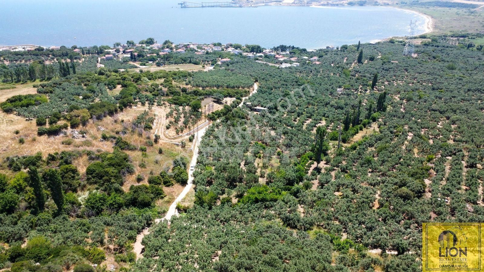 🟨⬛lıon Emlak'tan Erdek Aşağıyapıcı Mahallesinde Fırsat Ve Yatırımlık 857m² Satılık Zeytinlik⬛🟨 - Görsel 23