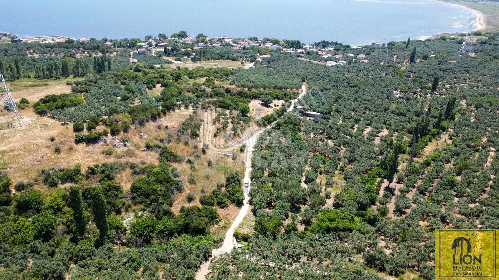 🟨⬛lıon Emlak'tan Erdek Aşağıyapıcı Mahallesinde Fırsat Ve Yatırımlık 857m² Satılık Zeytinlik⬛🟨 - Görsel 22