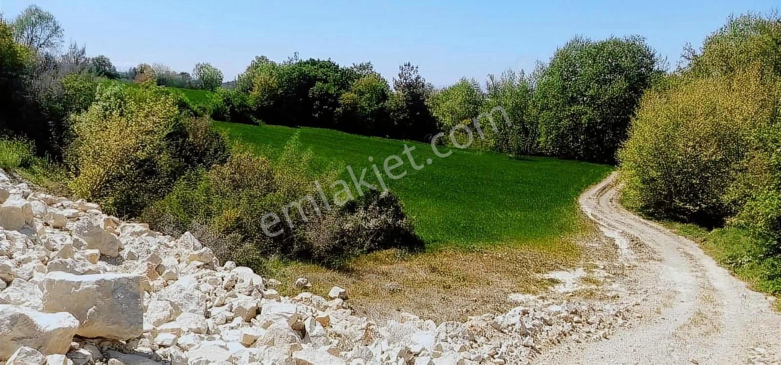 İncirlide 2900 M2 Bilecik Asfaltına Çok Yakın Uygun Tarla