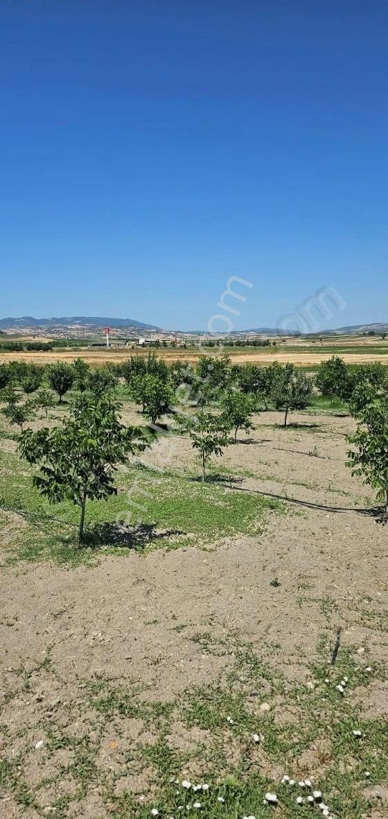 3745m Harika Meyve Bahcesi