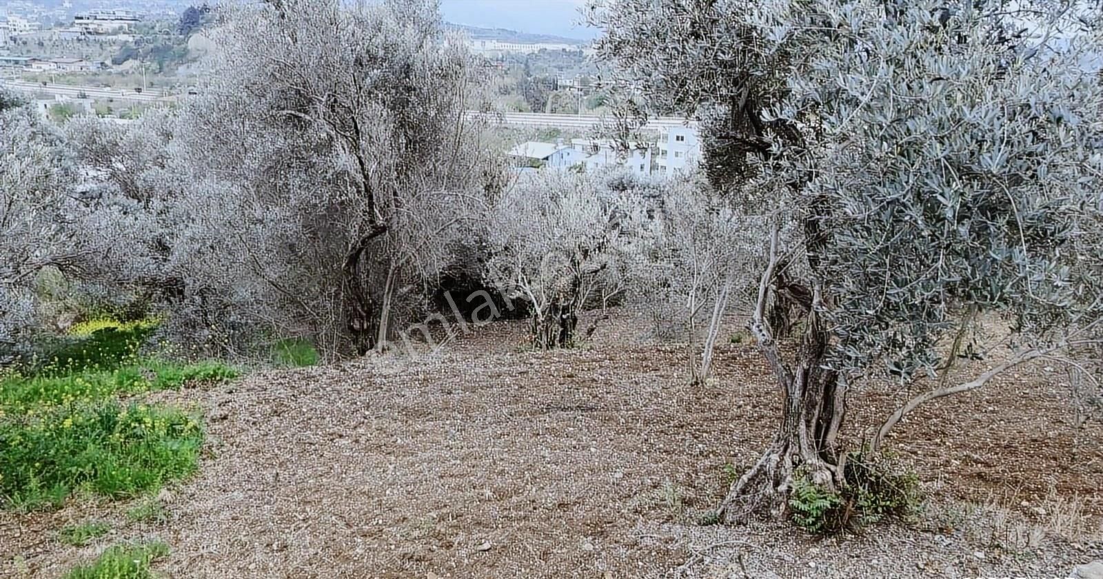 Subasinda Ust Gecıde Yakın Kapanmaz Manzaralı