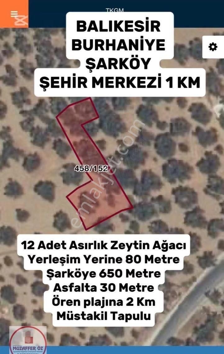 🌳 Balıkesir Burhaniye Merkezde Harika Zeytinlik! 🌿