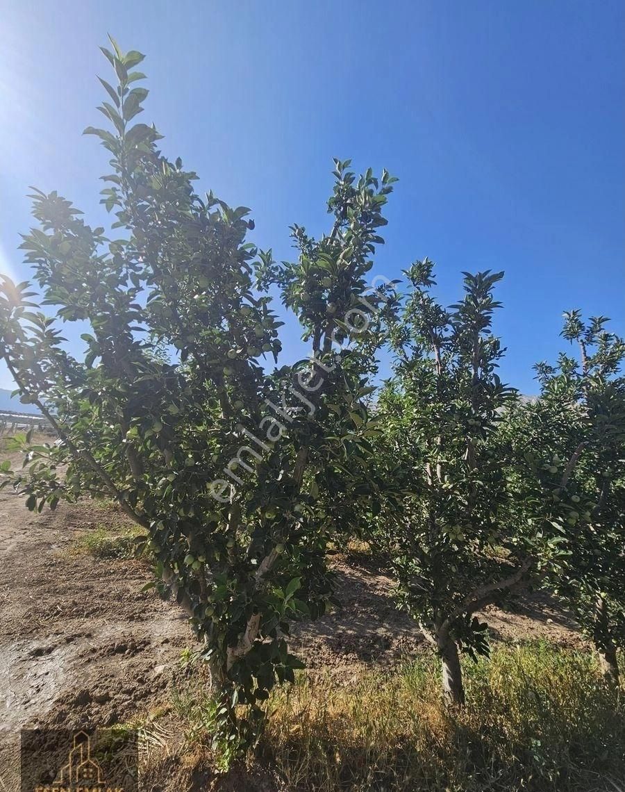 Antalya Elmalı Merkeze Yakın Lokasyonda 33.485m2 Satılık Yetişkin Elma Bahçesi Ve Boş Tarla - Görsel 9