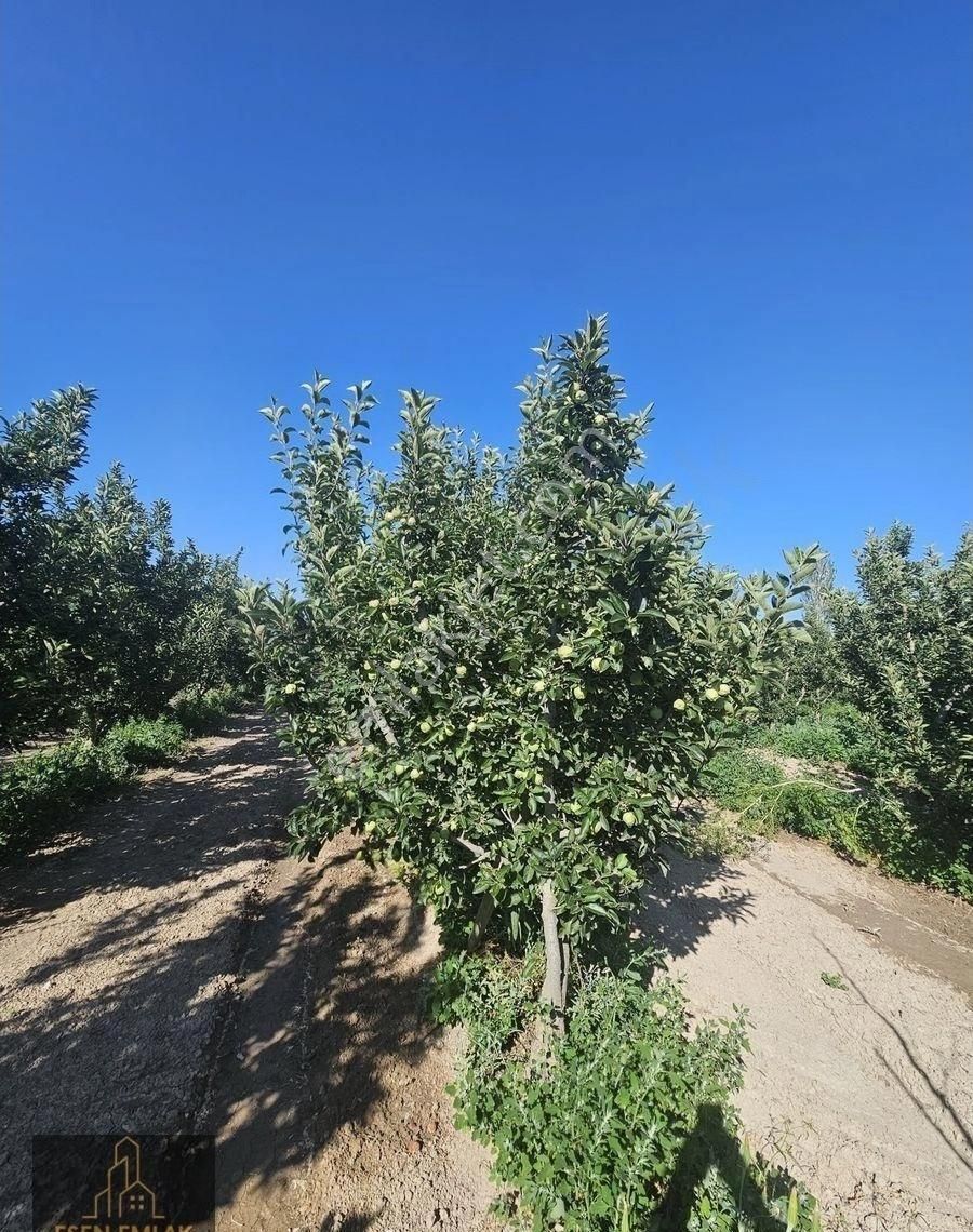 Antalya Elmalı Merkeze Yakın Lokasyonda 33.485m2 Satılık Yetişkin Elma Bahçesi Ve Boş Tarla - Görsel 19