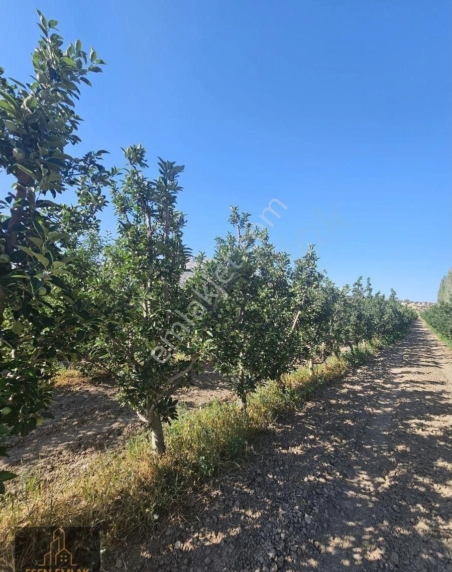 Antalya Elmalı Merkeze Yakın Lokasyonda 33.485m2 Satılık Yetişkin Elma Bahçesi Ve Boş Tarla - Görsel 16
