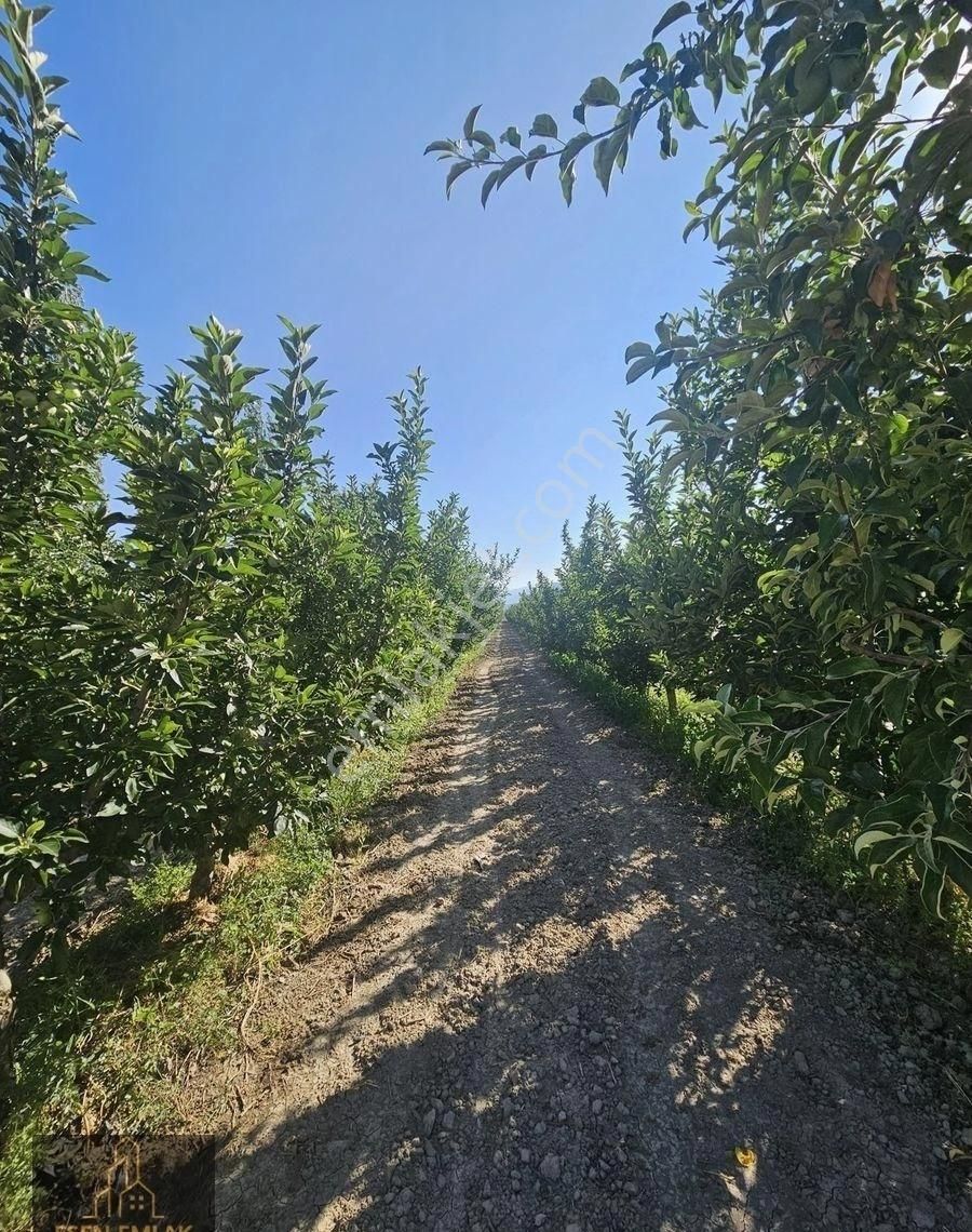 Antalya Elmalı Merkeze Yakın Lokasyonda 33.485m2 Satılık Yetişkin Elma Bahçesi Ve Boş Tarla - Görsel 14