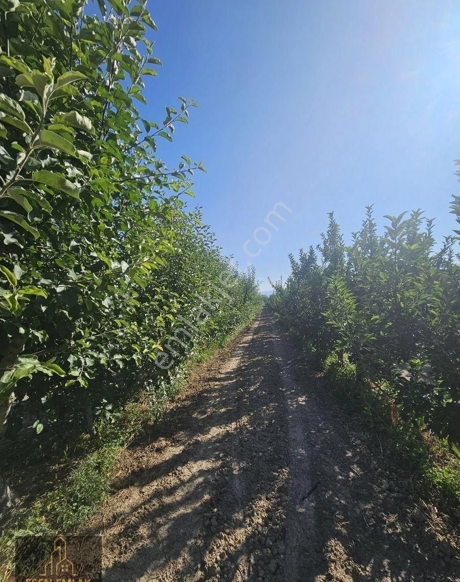 Antalya Elmalı Merkeze Yakın Lokasyonda 33.485m2 Satılık Yetişkin Elma Bahçesi Ve Boş Tarla - Görsel 20