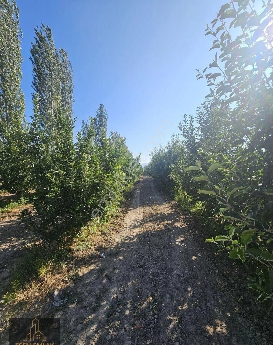 Antalya Elmalı Merkeze Yakın Lokasyonda 33.485m2 Satılık Yetişkin Elma Bahçesi Ve Boş Tarla - Görsel 12