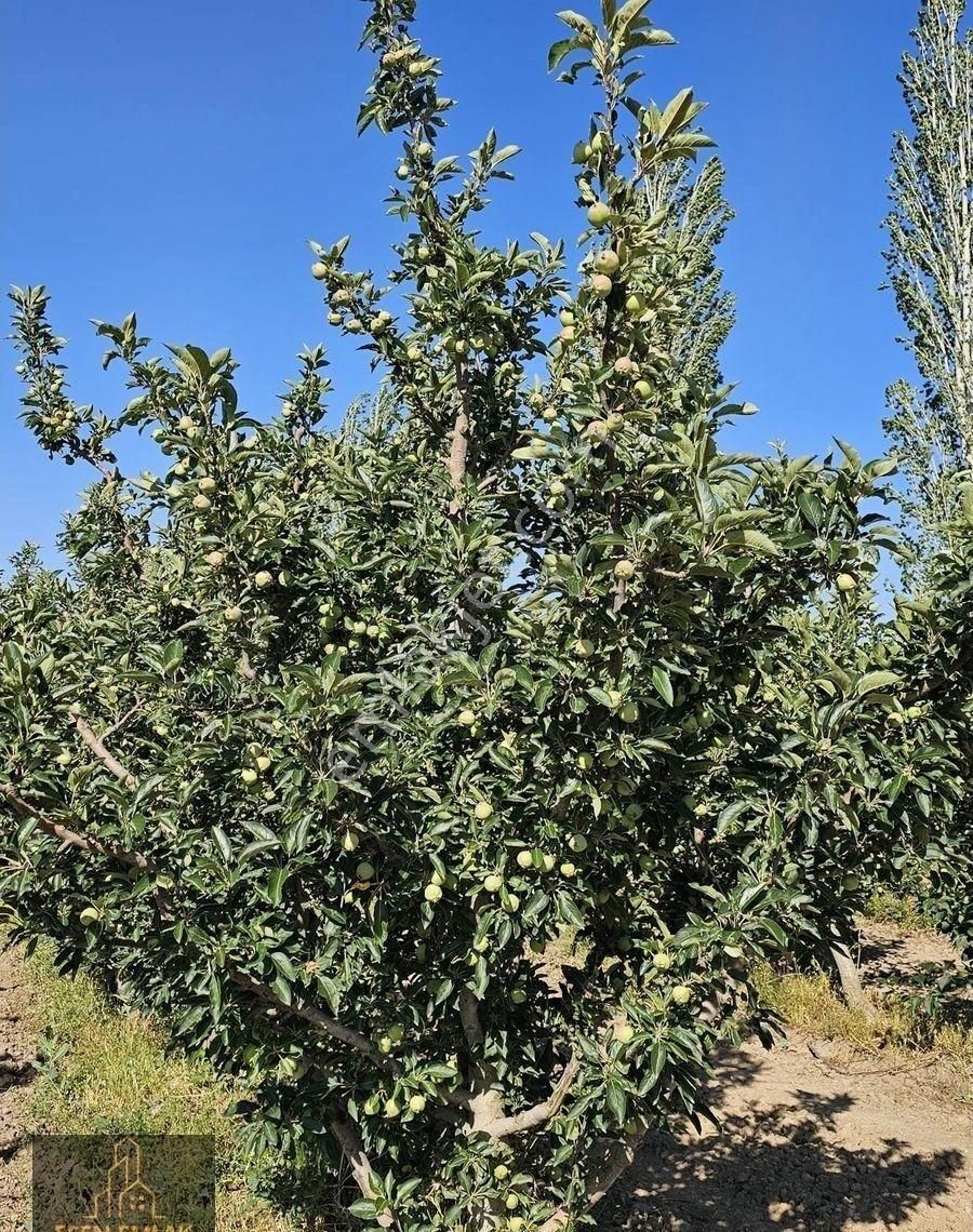 Antalya Elmalı Merkeze Yakın Lokasyonda 33.485m2 Satılık Yetişkin Elma Bahçesi Ve Boş Tarla - Görsel 18