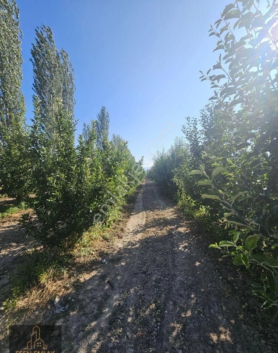 Antalya Elmalı Merkeze Yakın Lokasyonda 33.485m2 Satılık Yetişkin Elma Bahçesi Ve Boş Tarla - Görsel 4