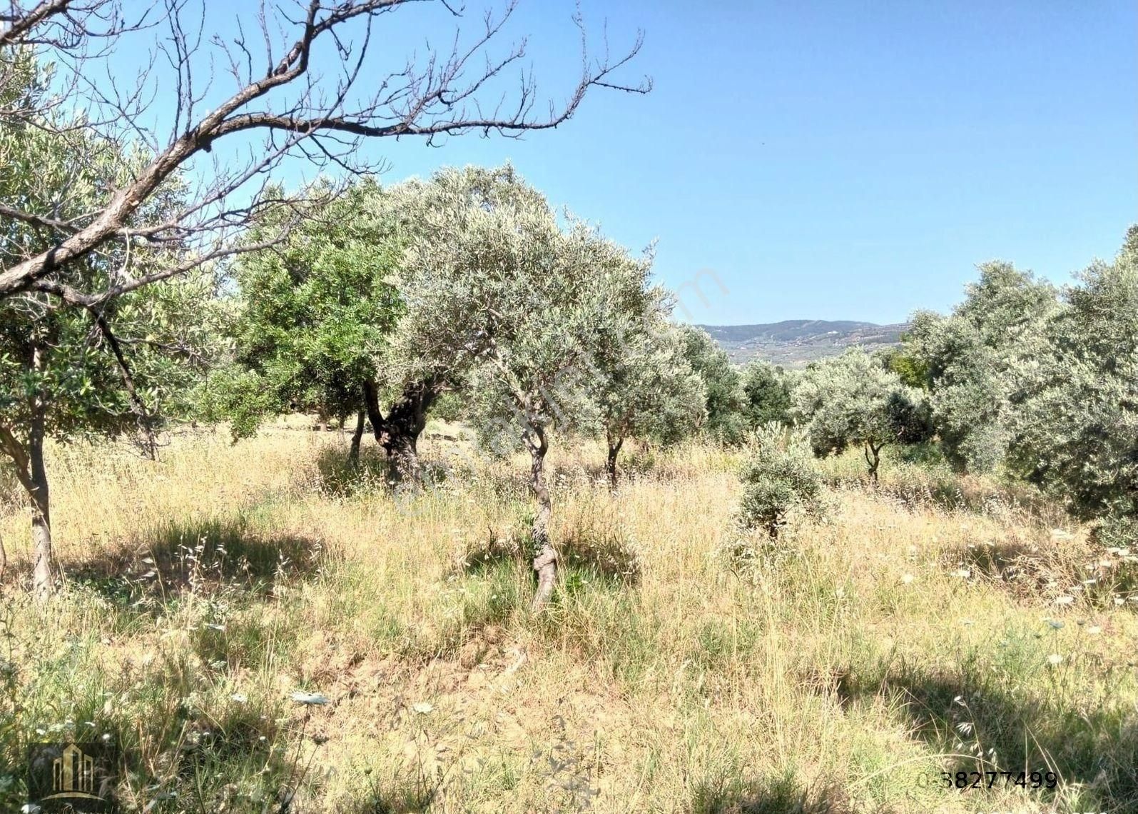 Torbalı Dirmil Mahalesinde 1250 M2 Satılık Zeytinlik - Görsel 9