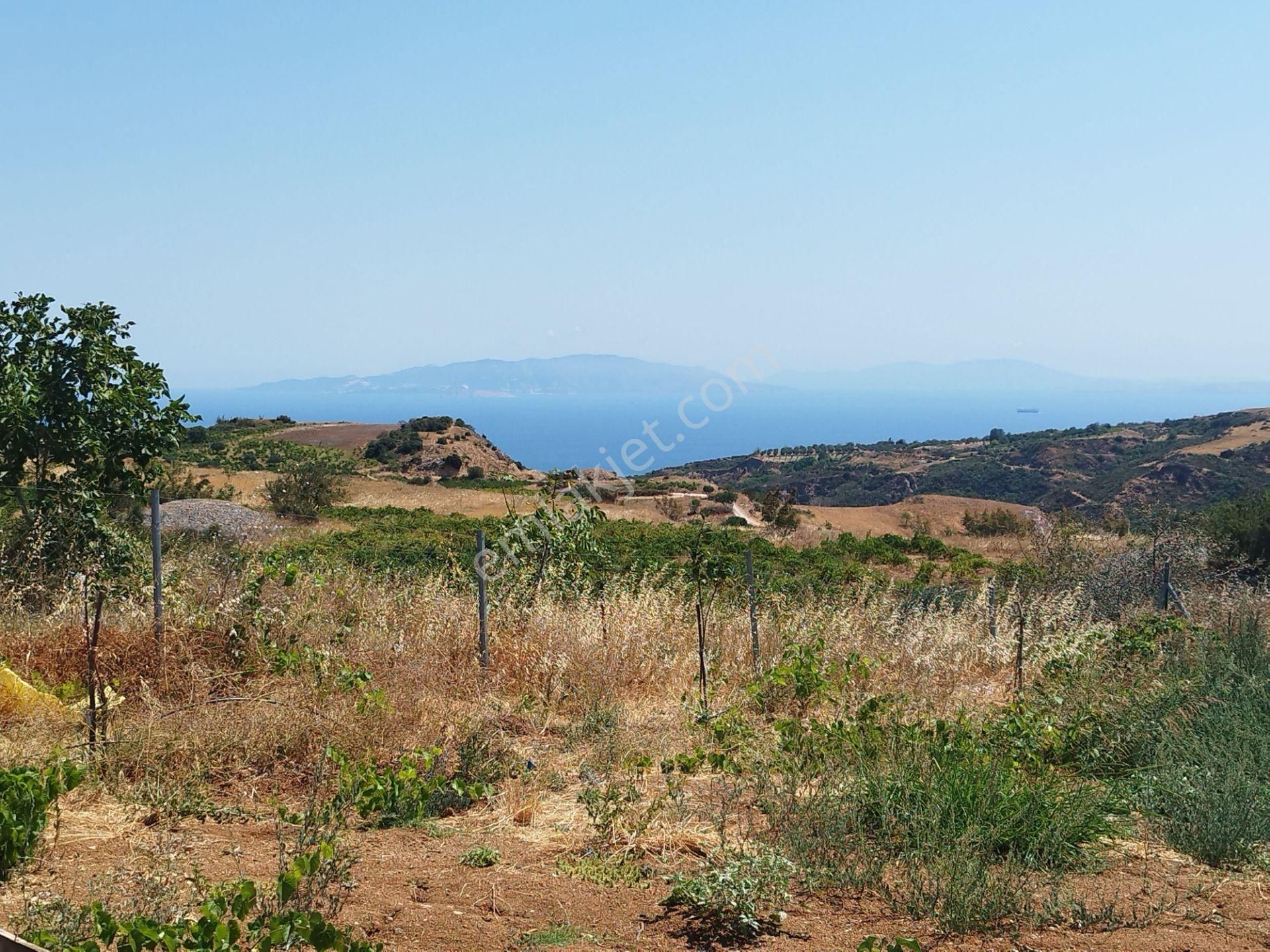Tekirdağ Şarköy’de Deniz Manzaralı, Ruhsatlı, Tapulu 5.000 M² Çiftlik
