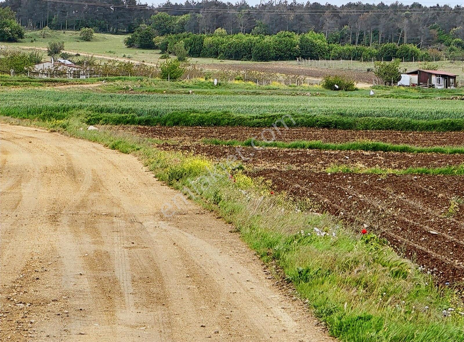 Kırklareli Vize Çakıllıda 4 Dönüm Tek Tapu Kelepir Fiyatlı - Görsel 10