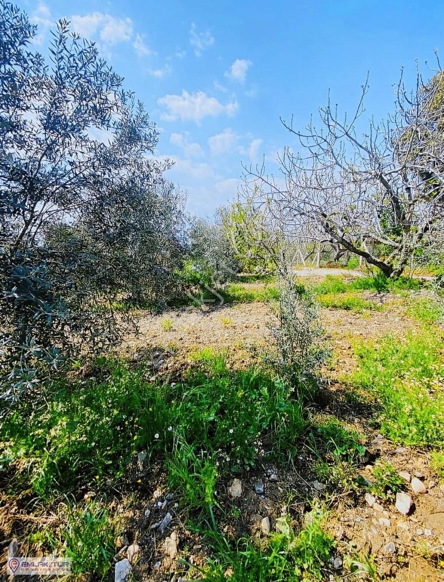 Emlak/tur'dan Manisa Turgutlu Yayla Mahallesi