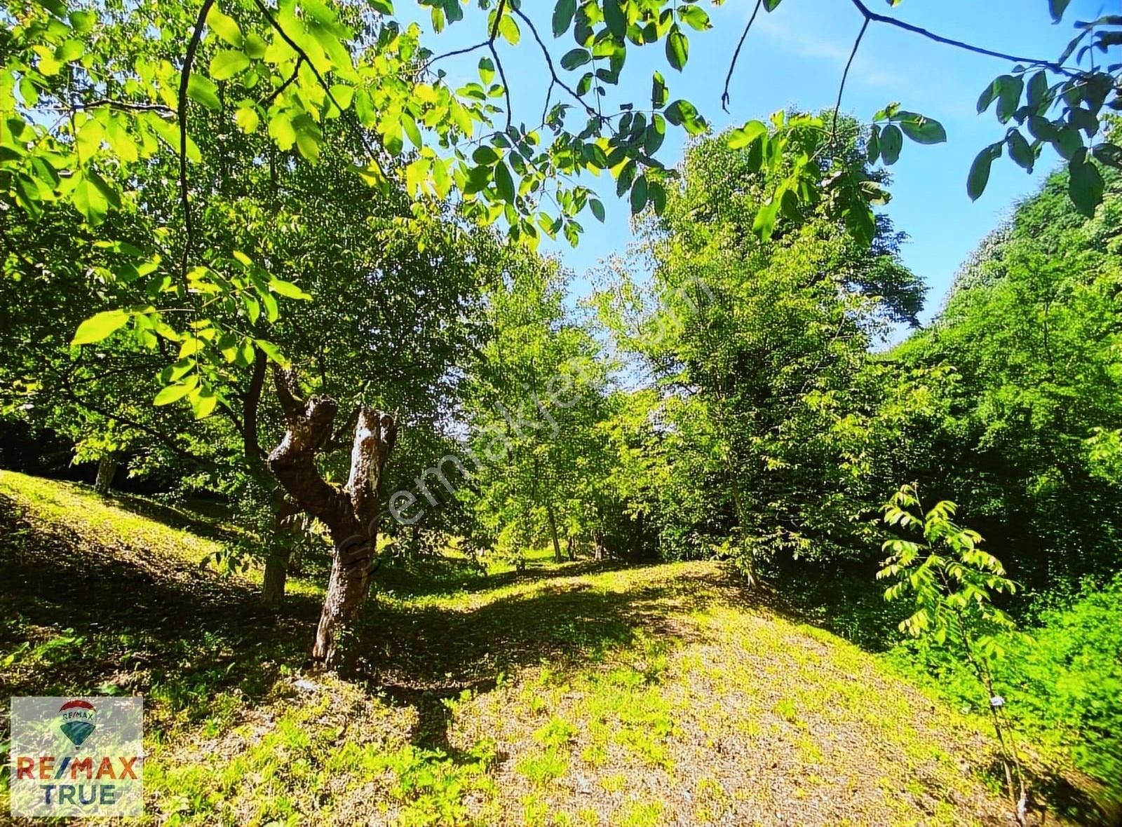 Kartepe Balaban'da Doğayla İç İçe 1584 M2 Tarla