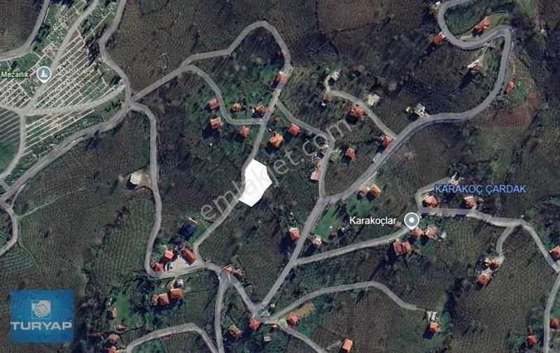 Ordu Hatipli Mahallesinde 1769m2 Fırsat Satılık Fındık Bahçesi
