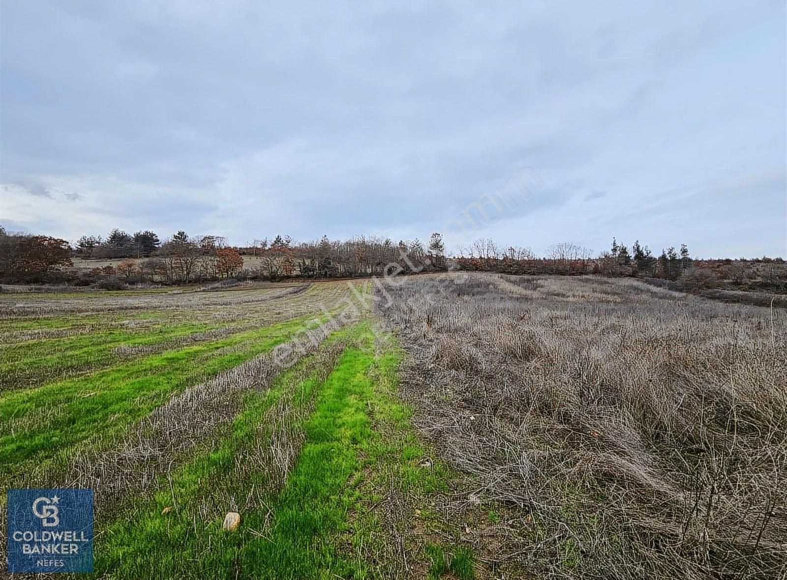 Çanakkale Yenice Karabey Köyünde 15000 M² Satılık Tarla !