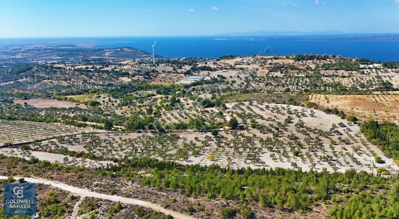 Çanakkale İntepe Köyünde 54 Dönüm Zeytinlik !